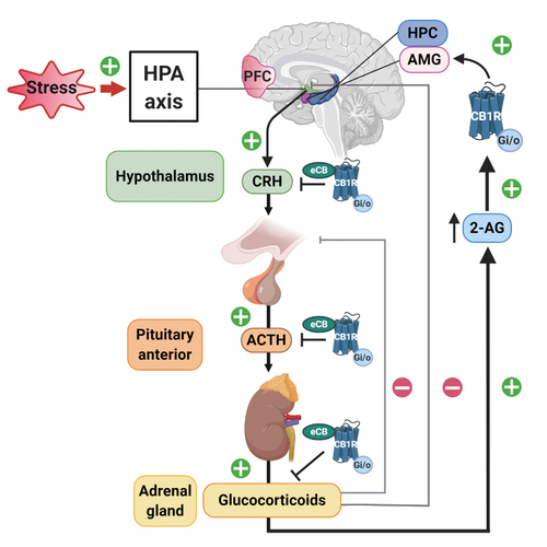 Figure 3. Modulatory effect of the cannabinoid 1 receptor (CB1R) activity in the hypothalamic-pituitary-adrenal (HPA) axis. Under stress conditions, the HPA axis is activated to produce an adaptive defensive response to stress. To counteract excessive HPA-axis activation, CB1R activity limits the release of hypothalamic corticotropin-releasing hormone. CB1R is also present in the pituitary gland and adrenal cortex cells, where they restrict adrenocorticotropin hormone and glucocorticoid release, respectively. On the contrary, glucocorticoids induce fast increases in endocannabinoid synthesis in brain areas that shape the perception of stress. These regions include the prefrontal cortex, the hippocampus, and the amygdala. Indeed, glucocorticoids released after acute stressors promote a rapid increase in retrograde 2-arachidonoylglycerol (2-AG) signaling in these brain areas leading to decreased GABAergic release in the amygdala that induces a fast increase in anxiety-like behavior. Abbreviations: 2-AG, 2-arachidonoylglycerol; ACTH, adrenocorticotropin hormone; AMG, amygdala; CB1R, cannabinoid 1 receptor; CRH, corticotropin-releasing hormone; eCB, endocannabinoids; HPC, hippocampus; HPA, hypothalamic-pituitary-adrenal; PFC, prefrontal cortex