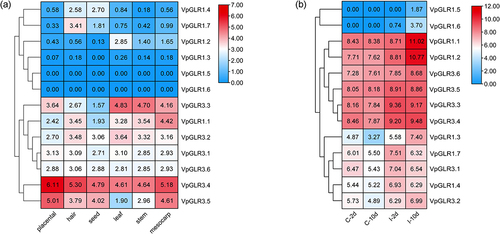 Figure 7. Expression profiles of VpGLR genes. (a) Expression pattern of VpGLR genes in different tissues at six months; (b) Expression pattern of VpFAD genes for Fusarium oxysporum-infected roots after 12 weeks of room-temperature culture. “C-2d” denotes untreated by F. oxysporum at two days control group (uninfected group); “C-10d” means untreated by F. oxysporum at ten days control group (uninfected group); “I-2d” represents the infected group at two days after F. oxysporum treatment; “I-10d” indicates the infected group at ten days after F. oxysporum treatment.