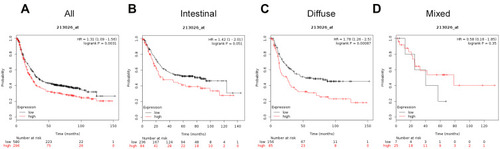 Figure 7 The prognostic significance of ATG12 expression in gastric cancer. The prognostic value of autophagy-related protein 12 expression in www.kmplot.com. Affymetrix ID for ATG12 is 213026_s_at, overall survival curves were plotted for all patients (A), and for those with intestinal type (B), diffuse type (C), and mixed type cancers (D).