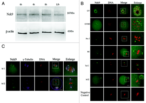 Figure 1. Expression and subcellular localization of Nek9 during mouse oocyte meiotic maturation. (A) Expression of Nek9 was detected by western blotting. Samples were collected after culture for 0, 4, 8 and 12 h, the time points when most oocytes reached the GV, PRO1, MI and MII stages, respectively. The molecular mass of Nek9 and β-actin were about 107 and 43 kDa, respectively. Each sample was collected from 250 oocytes. (B) Subcellular localization of Nek9 as shown by immunofluorescent staining. Oocytes at various stages were stained with an antibody against Nek9 (green); each sample was counterstained with PI to visualize DNA (red). GV, oocytes at germinal vesicle stage; GVBD, oocytes at germinal vesicle breakdown; ProI, oocytes at first prometaphase; MI, oocytes at first metaphase; AnaI, oocytes at first anaphase; TelI, oocytes at first telophase; MII, oocytes at second metaphase. An MII oocyte was used as a negative control for Nek9 confocal microscopy, in which no first antibody was used but the fluorescent second antibody was used. Bar = 20 µm (C) Colocalization of γ-tubulin and Nek9 in GVBD, ProI, MI and MII stages. Oocytes cultured for 8 h (MI) and 12 h (MII) were fixed and stained for γ-tubulin (pink), Nek9 (green) and DNA (red). Bar = 20 µm.