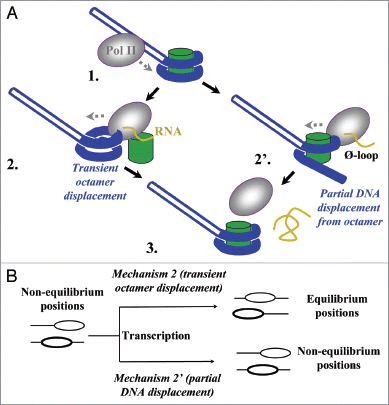 Figure 1 The experimental strategy for analysis of the mechanism of nucleosome survival during Pol II transcription. (A) Two possible mechanisms of nucleosome survival during transcription by Pol II.Citation21 After Pol II approaches the nucleosome (1) and partially displaces proximal nucleosomal DNA,Citation20 the octamer could either be completely (2) or partially (2′), transiently displaced from DNA. In the first case octamer re-binds to DNA released behind the enzyme when Pol II proceeds further (3). In the latter case transcription through the nucleosome proceeds without even transient complete dissociation of the octamer from nucleosomal DNA. Histone octamer, DNA and RNA are shown in green, blue and yellow, respectively. (B) The expected outcomes of transcription through a non-equilibrium population of mononucleosomes by Pol II. Transient histone octamer displacement (mechanism 2) would result in equilibration of nucleosome positions on DNA after transcription. In contrast, non-equilibrium position(s) of nucleosomes would be preserved if the octamer is never completely displaced from DNA (mechanism 2′).