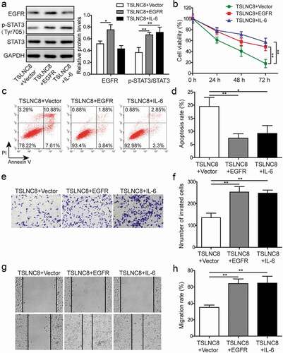 Figure 7. EGFR overexpression and STAT3 signaling activation reverse the effects of TSLNC8 on proliferation, apoptosis, migration and invasion. (a). Western blotting was performed to determine the expression level of EGFR and phosphorylation level of STAT3 (Tyr705) in TSLNC8-overexpressing H1975 cells in response to EGFR overexpression or IL-6 stimulation. GAPDH was used as a loading control. (b). MTT assay was performed to evaluate the effect of EGFR overexpression or IL-6 stimulation on proliferation of H1975 cells that overexpressing TSLNC8. (c-d). Flow cytometry with Annexin V/PI staining was used to assess the influence of EGFR overexpression or IL-6 stimulation on apoptosis of H1975 cells that overexpressing TSLNC8. (e-f). Transwell assay was used to determine the effect of EGFR overexpression or IL-6 stimulation on invasion properties of H1975 cells that overexpressing TSLNC8. (g-h). Wound healing assay was performed to evaluate the effect of EGFR overexpression or IL-6 stimulation on migration ability of H1975 cells that overexpressing TSLNC8. Data were shown as mean±SD, the result was a representative of three independent experiments. ** p< 0.01 and * p< 0.05