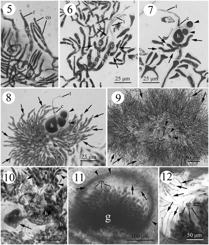 Figs. 5–12. Development of female structures in Actinotrichia fragilis (#SLL WLT-04-13-2002-1). Fig. 5. Initial three-celled carpogonial branch differentiated from the vegetative cortical filaments at the tip of the branch, and consisting of carpogonium, hypogynous and basal cell. An elongate trichogyne is produced from the carpogonium. Fig. 6. Developing three-celled young carpogonial branches consisting of an elongate trichogyne, carpogonium, hypogynous cell, and basal cell showing the production of sterile branches (arrows) from the hypogynous cell. Fig. 7. Sterile branches (arrowheads) derived from the enlarging hypogynous cell (h) with some sterile filaments (arrows) produced from the upper portion of the basal cell. Fig. 8. Further development of the carpogonial branch showing the extension of sterile filaments from the basal cell developing more filaments (arrows). The sterile branches from the hypogynous cell do not develop further. Fig. 9. Sterile filaments (arrows) from the basal cell developing to surround the sterile branches (arrowheads) issued from the hypogynous cell. Fig. 10. Two to four inner gonimoblast cells and the gonimoblast initial cell fusing to form a small fusion cell. Pit connections are visible between the sterile branch (arrow) and the hypogynous cell. The hypogynous cell and the basal cell broaden, but do not fuse. Distal secondary gonimoblast filaments (arrowheads) do not involve the formation of fusion cell. Fig. 11. Cross-section of mature cystocarp showing the centre gonimoblasts that are surrounded by the pericarp (arrowheads). The paraphyses (arrows) derived from the pericarp projecting into the cystocarp cavity. The gonimoblast filaments do not intermix with the paraphyses. Fig. 12. Mature cystocarp showing the paraphyses (arrows) in greater detail. Abbreviations: b, basal cell; c, carpogonium; co, cortical cell; cp, carpospore; fc, fusion cell; g, gonimoblast; h, hypogynous cell; t, trichogyne.