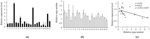Figure 4. Correlation analysis between the relative copy number in FGF13 and the expression level of AS1 in the foetal QC cattle skeletal muscle. (a) The AS1 relative mRNA expression level in foetal skeletal muscle. (b) The relative copy number in FGF13 in foetal skeletal muscle. (c) Analysis of the correlation between the CNVs and AS1 expression. The bars represent the mean ± SD.