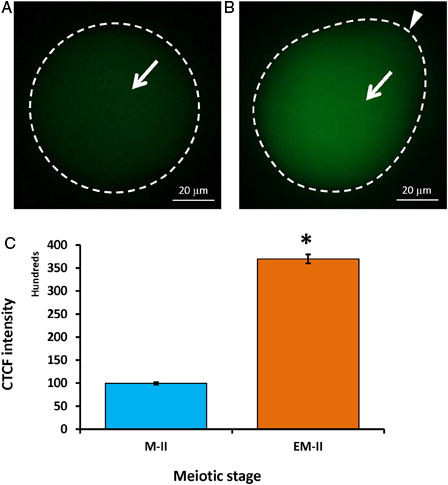 Figure 6. Representative photographs showing fluorescence intensity of Wee1 during postovulatory aging-induced abortive SEA. (A) Control egg (M-II). (B) Postovulatory aging increased Wee1 fluorescence intensity in eggs (EM-II). (C) Bars showing the CTCF analysis of fluorescence intensity of three independent experiments. Values are mean ± SEM of three independent experiments. Data analyzed by Student's t-test, *P < 0.001.