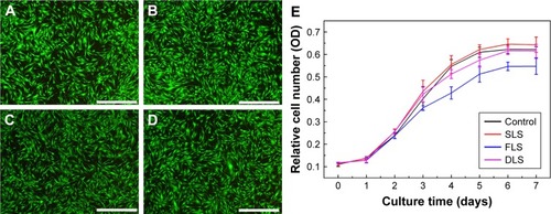 Figure 6 Comparative cytotoxicity of nanofibrous scaffolds.Notes: Cell viability was determined by live/dead cell assay using calcein-AM (live) and propidium iodide (dead) (A–D). Representative images of control (A), SLS (B), FLS (C), and DLS (D). The viability of human dermal fibroblasts was evaluated using MTT assay (E). Scale bar denotes 1 µm.Abbreviations: DLS, double layer nanofibrous scaffolds; FLS, first layer of scaffolds; SLS, second layer of scaffolds.