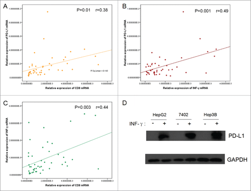 Figure 4. Correlation among the relative expression of PD-L1, CD8+, and INFγ, in tumorous tissue as determined by quantitative polymerase chain reaction and induction of PD-L1 by INFγ stimulation in vitro. Correlation studies were performed for (A) PD-L1 and CD8+ (B) PD-L1 and INFγ (C) INFγ and CD8+ in 45 HCC patients' tumor tissues, GAPDH was used as an internal control. r : Spearman's correlation coefficient. (D) Western blot detection of PD-L1 expression in HCC cell lines in the presence or absence of 20 ng/mL INFγ for 24 h. Total protein (50 µg) was loaded in each lane.