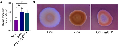 Figure 4. Both the deletion of stk1 and the mutation of algRS143A led to increased biofilm production, EPS secretion and antibiotic resistance.