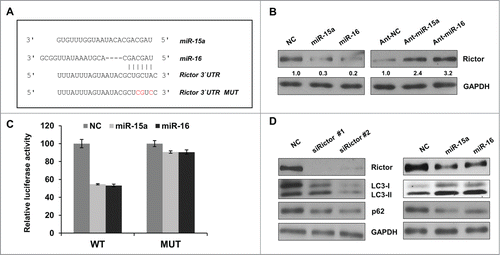 Figure 3. Rictor is a direct target of miR-15a and miR-16. (A) Predicted binding sequence of miR-15a, miR-16 in Rictor 3′ UTR. (B) Western blot analysis of Rictor and GAPDH proteins in HeLa cells transfected with miR-15a, miR-16, NC, ant-miR-15a, ant-miR-16 or anti-NC. Protein ratios were determined by ImageJ densitometric analysis. (C) Luciferase reporter assay of wild type (WT) or mutated (MUT) Rictor 3′UTR vector co-transfected with NC, miR-15a or miR-16 respectively. Data shown are means ± SD of three independent experiments, **P < 0.01, student 2-tailed t test. (D) HeLa cells were transfected with Rictor siRNAs, miR-15a, miR-16 or NC. Western blotting was performed to analyze the status of LC3, p62, Rictor and GAPDH.