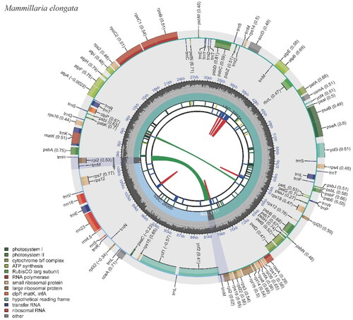 Figure 2. The chloroplast genome of Mammillaria elongata visualized by CPGView. The outer circle depicts the locations of protein-coding genes, tRNA genes, and rRNA genes along the 110,981 bp circular chloroplast chromosome. Genes are color-coded by function: photosystem I (orange), photosystem II (red), cytochrome b/f complex (purple), ATP synthase (blue), rubisco large subunit (green), RNA polymerase (teal), ribosomal proteins (small subunit in pink, large subunit in grey), other (light blue). The inner circle indicates the genome position in kilobase pairs.