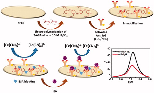 Figure 1. Schematic diagram for the immunosensor construction and the electrochemical immunosensing pathway of immunoreaction with human immunoglobulin G.