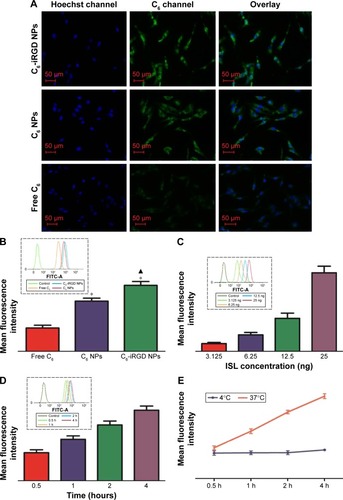 Figure 4 Cell-uptake evaluation of different C6 formulations using the MDA-MB231 cell line.Notes: (A) Fluorescent images of MDA-MB231 cells incubated with different C6 formulations (C6-iRGD NPs, C6 NPs, and free C6) for 4 hours; magnification ×200. C6 incubation concentration was 85 ng/mL. (B) Quantitative measure of C6 uptake in different C6 formulations (C6-iRGD NPs, C6 NPs, and free C6) after incubation for 4 hours. C6-incubation concentration was 25 ng/mL. *P<0.05 vs free C6; ▲P<0.05 vs C6 NPs. (C) Quantitative measure of C6 uptake in C6-iRGD NPs at different dosages (25 ng/mL, 12.5 ng/mL, 6.25 ng/mL, and 3.125 ng/mL) after incubation for 4 hours. (D) Quantitative measure of C6 uptake in C6-iRGD NPs at different incubation time points (0.5, 1, 2, and 4 hours). C6 concentration was 25 ng/mL. (E) Mean fluorescence intensity versus time profile after incubation with C6-iRGD NPs at 4°C and 37°C for 4 hours.Abbreviations: ISL, isoliquiritigenin; NPs, nanoparticles.