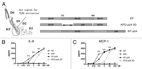 Figure 1. Flagellin KFD-p24 3D (with D2 and D3 domains replaced) manifested partially preserved TLR5 agonist efficacy. (A) Schematic diagram showing domain structures and variants. Left: The 3D structures of KF predicted by ESyPred3D Web Server 1.0Citation52; KFD-p24 3D: D2 and D3 domains of KF were replaced by HIV-1 protein p24, KF-p24: fusion protein of KF and p24. (B) IL-8 and (C) MCP-1 in cell culture supernatants of Caco-2 cells 6 h post stimulation were tested by ELISA to reflect TLR5 agonist efficacy. Data are presented as the means ± SEM from triplicates of one experiment that was repeated at least three times.