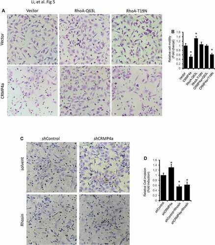 Figure 5. RhoA activation reverses CRMP4a-mediated reduction of cell migration. A. PC-3 stable subline cells were infected with lentiviruses of active RhoA (Q63L) or inactive RhoA (T19N) and then plated in the upper chamber TranswellTM coated with MatriGel. After a 48-h incubation, migrated cells into the bottom chambers were stained with crystal violet. Microscopic images were taken, and the representative images were shown from three independent experiments. B. Quantitative data of migrated cells per condition from panel A experiments were summarized as the mean ± SEM. The asterisk indicates a significant difference compared to the vector control (student’s t-test, p < 0.05). C. PC-3 subline cells as indicated were plated in the upper chamber TranswellTM coated with MatriGel were left untreated or treated Rhosin (30 μM). After 48 h incubation, migrated cells into the bottom chamber were stained with crystal violet. Microscopic images were taken, and the representative images were shown from three independent experiments. D. Quantitative data for migrated cells per condition from panel C experiments were summarized as the mean ± SEM. The asterisk indicates a significant difference compared to the vector control (student’s t-test, p < 0.05).