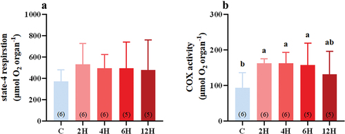 Figure 2. Effect of acute heat stress on S4R (A), and liver COX activity (B), of Eurasian tree sparrows. The number in brackets within each bar represents the animal number. Data are shown as mean ± SE. Bars with different superscript letters indicate significant differences.