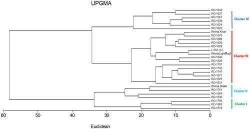Figure 5. Dendrogram of 28 onion genotypes based on yield and important yield components using the Euclidean distance coefficient and UPGMA clustering.