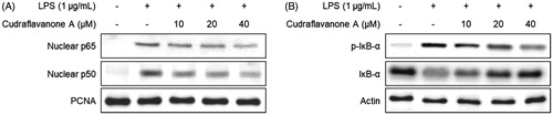 Figure 4. Effect of cudraflavanone A on LPS-induced activation of NF-κB in BV2 cells. Cells were pretreated with the indicated concentrations of cudraflavanone A for 3 h and then stimulated with LPS (1 μg/mL) for 1 h. Nuclear and cytosolic extracts were isolated and the levels of p65 and p50 in the nuclear fraction, and p-IκB-α and IκB-α in the cytosolic fraction were determined by Western blot analysis. PCNA and actin were used as internal controls. The experiment was repeated three times, and similar results were obtained.