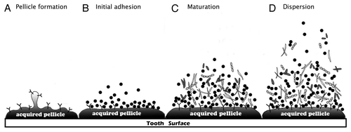 Figure 1 Oral biofilm formation. This diagram represents each step of oral biofilm formation. (A) Pellicle formation. The pellicle is a thin film derived from salivary glycoproteins attached to a clean tooth surface. (B) Initial adhesion. Pioneer bacteria in saliva recognize the binding proteins in acquired pellicle and attach to them. This adhesion is reversible. (C) Maturation. Different bacterial species coaggregate and mature biofilm forms. (D) Dispersion. Bacteria disperse from the biofilm surface and spread to colonize a new site.