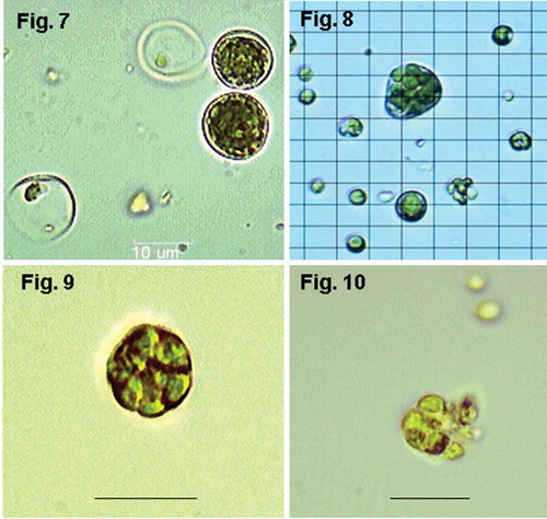 Figs 7–10. Alternative forms of cells and cell division at 45ºC. Fig. 7. SH, d 5 (salinity 50% SW): spore-bearing cells with homogeneously distributed autospores and empty sporangia with some remaining spores still inside; Fig. 8. TvB, d 15 (salinity 75% SW): giant irregular sporangium with secondary small sporangia inside (so-called ‘palmelloid bodies’); Fig. 9. TvB, d 6: sporangium with ‘palmelloid bodies’; Fig. 10. TvB, d 6: sporangium with ‘palmelloid bodies’ releasing autospores. Magnification ×1000, scale bars and grid = 10 μm.