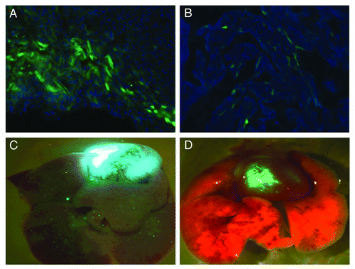 Figure 3. Comparing the infection rate of AAV9-GFP in mouse embryos using the simplified PEG/(NH4)2SO4 two phase aqueous partitioning method or CsCl first generation method. Mouse embryonic cardiomyocytes had a higher transfection rate with 10%PEG/13.2%(NH4)2SO4 aqueous partitioning purified AAV9-GFP (A) than first generation CsCl gradients ultrahigh speed centrifugation purified virus (B); dissected heart and lung gross view in (C and D) respectively. E13.5 CD1 mouse embryos (n = 5) were injected with 5ul of AAV9-GFP (titer 2.3 × 1012 GCP/ml) through intracardiac injection with either 10%PEG/13.2%(NH4)2SO4 aqueous partitioning purified virus or first generation CsCl gradient ultrahigh speed centrifugation purified AAV9-GFP virus. Briefly, the pregnant CD1 mice were anesthetized and subjected to a laparotomy, the uterus exposed and then a fenestrated dish was placed over the mouse and a single embryo brought through the fenestration. The ultrasound microscope brobe is used to guide the injection apparatus. A glass needle is used to inject the heart with different methods purified AAV-CMV-GFP serotype 9 virus.Citation7 The post natal 5 d CD1 mice were harvested, sectioned and the cardiomyocytes were counterstained with DAPI (blue).