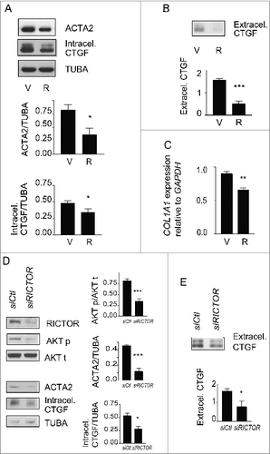 Figure 6. Blockade of autophagy-induced myofibroblast differentiation by rapamycin. (A) Upper panel: Western blot showing ACTA2 and intracellular CTGF protein levels in serum-starved WI-38 fibroblasts incubated with the MTOR inhibitor rapamycin (10 nM; R) or vehicle (V) for 4 d. Representative of 5 independent experiments. Middle panel: Densitometric analysis of ACTA2 protein levels relative to tubulin (representative of 5 independent experiments; *p = 0.0189). Lower panel: Densitometric analysis of intracellular CTGF protein levels relative to tubulin (representative of 5 independent experiments, *p = 0.0485). (B) Upper panel: Western blot showing extracellular CTGF protein levels in media conditioned by WI-38 fibroblasts starved in the presence of rapamycin (R) or vehicle (V) for 4 d. Representative of 5 independent experiments. Lower panel: Densitometric analysis of extracellular CTGF, representative of 5 independent experiments, ***P < 0.0001 V vs R. (C) Evaluation of the expression of the myofibroblast marker COL1A1 by real-time qPCR in WI-38 fibroblasts serum starved for 4 d in the presence of rapamycin (10 nM; R) or vehicle (V) (**p = 0.005 V vs R). Collagen mRNA levels of fibroblasts grown in normal medium or starved for 4 d from the same experiment are shown in Figure 1G. Representative of 2 independent experiments performed in triplicate. (D) Effects of MTORC2 inhibition by RICTOR silencing on levels of downstream target AKT phosphorylation, myofibroblast marker ACTA2, and intracellular CTGF. Left panel: Cells were incubated in SS for 4 d after electroporation with control siRNA (siCTL) or siRICTOR. Cell lysates were analyzed by WB. Inhibition of RICTOR expression (82.3 +/- 17.3%, representative of 4 independent experiments, ***P < 0.0001) was achieved over siCTL. Right upper panel: Densitometric analysis of AKT p relative to total AKT (representative of 4 independent experiments; ***p = 0.0002). Right middle panel: Densitometric analysis of ACTA2 relative to tubulin (representative of 4 independent experiments; ***p = 0.0003). Right lower panel: Densitometric analysis of intracellular CTGF relative to tubulin (representative of 4 independent experiments; *p = 0.0286). (E) Upper panel: Evaluation of extracellular CTGF by WB in conditioned media from the experiment described in (C). Lower panel: Densitometric analysis of extracellular CTGF (representative of 4 independent experiments; *p = 0.0286).