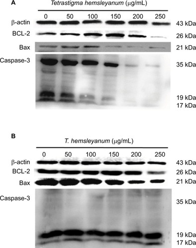 Figure 4 The effects of EET treatment for 24 h on protein expressions of Caspase-3, Bcl-2, and Bax of HepG2 cells (A) and SMMC-7721 cells (B).Abbreviation: EET, ethylacetate extract from T. hemsleyanum.