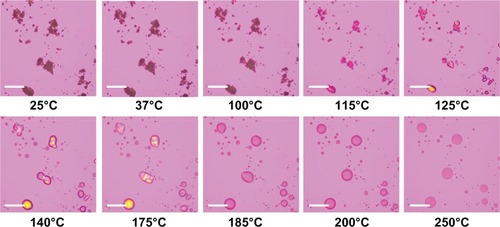 Figure 9 Representative hot-stage micrographs for co-spray-dried 95 dipalmitoylphosphatidylcholine:5 dipalmitoylphosphatidylethanolamine poly(ethylene glycol)-3k (high P) particles.Note: Scale bar = 3 mm.
