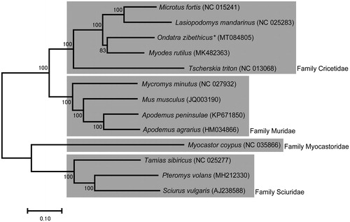 Figure 1. Maximum-likelihood phylogenetic tree of O. zibethicus with 12 species of order Rodentia distributed in South Korea. The sequences accession number of the species used in phylogenetic analysis is shown in the figure.