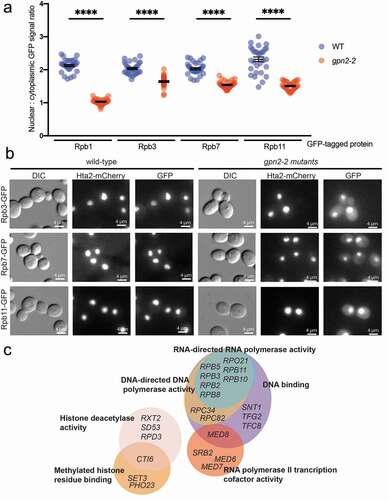 Figure 2. RNAPII localization is strongly affected by gpn2-2. (a) Quantification of nuclear-to-cytoplasmic GFP signal ratios in WT or gpn2-2 mutant yeast strains bearing an RNAPII subunit GFP fusion. The GFP fusion is named on the X-axis and scores color-coded by the WT (blue) or gpn2-2 (red) genotype. Triplicates were conducted, in total n > 90, **** p < 0.0001 Student’s t-test. (b) Representative images of Rpb3-, Rpb7- and Rpb11-GFP in WT or gpn2-2 cells at the semi-permissive temperature of 30°C. For all figures HTA2-mCherry is included to mark the position of the nucleus. (c) GPN2 correlated SGA genetic interaction profiles from the Cellmap. Gene ontology terms are noted on the sides of each circle encompassing gene names that have high correlations with the genetic interaction profile of GPN2 mutants. This illustrates the strong transcriptional bias of GPN2 genetic interactions