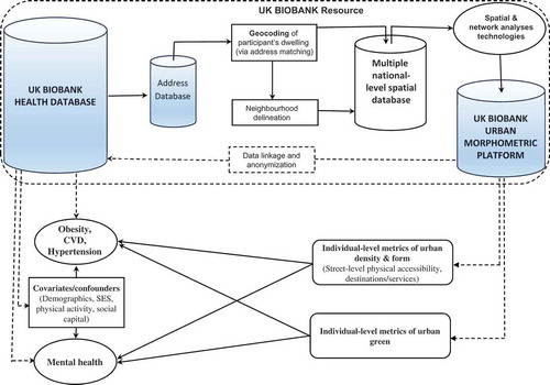 Figure 3. Illustration of potential applications of UKBUMP database in BE–health studies.