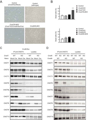 Figure 2. Suppression of CNOT7/8, but not CNOT6/6L, affects viability of MEFs. (A) Morphology of MEFs with the indicated genotypes shown as in Fig. 1B. Mock and Cre represent cells infected with retrovirus. (B) Cell death was assessed as in Fig. 1D (n = 3). Values represent means ± S.E.M. ***P< 0.001. (C) Lysates were prepared from Cnot8-flox MEFs, which were infected with mock or Cre-expressing retrovirus and subjected to immunoprecipitation with anti-CNOT3 antibody. CNOT3 is shown in red to indicate a precipitated molecule. Lysates and IP were analysed by immunoblot with the indicated antibodies. WT: wild-type, KO: knockout. (D) Lysates were prepared from MEFs with the indicated genotypes and subjected to immunoprecipitation with anti-CNOT3 antibody. Lysates and IP were analysed by immunoblot.