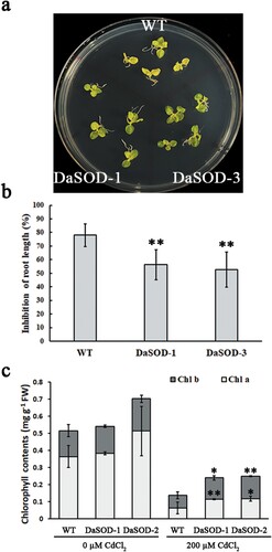 Figure 6. Cadmium tolerance assay of WT and DaSOD1-overexpressing plants. (a) Effect of cadmium treatment (200 μM CdCl2) on the growth of WT and transgenic plants (DaSOD-1 and DaSOD-3). The representative photographs of WT and transgenic lines were taken after 10 days of cadmium exposure. (b) Effect of 200 μM CdCl2 treatment on the inhibition rate of root length in WT and transgenic plants. (c) Effect of 200 μM CdCl2 treatment on the chlorophyll a and chlorophyll b contents in WT and transgenic plants. Data are the means (n ≥ 5) with corresponding standard deviations. Statistical significance between the WT and transgenic plants was determined by Student’s t-test (*P < 0.05; **P < 0.01).