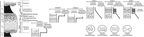 Fig. 8  Idealized Bouma sequence (Bouma Citation1962) and sketches of the cases (A–F) distinguished in the present study, with lithological and ichnological features, as well as oxygenation curves. See text for explanation.