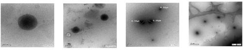 Figure 3. TEM images of ALEX-M-PNCs at different magnifications.
