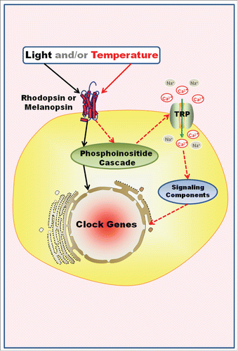 Figure 3. Hypothetical Model for the Co-Evolution of Entrainment Mechanisms. Invertebrates and non-mammalian vertebrates may be able to perceive light and/or temperature through opsins outside the classical photo- and thermo-receptors, integrate that information, and entrain the local clock in a single cell. For example, in Danio rerio embryonic cell line and Xenopus laevis melanophores, light increases Per expression and entrains the clock molecular machinery through a phosphoinositide cascade. In a speculative model, light and/or temperature opens TRPA1 channels after rhodopsin/melanopsin activation, probably through a phosphoinositide signaling as well, what could result in the reset of the molecular clock machinery. Solid black and red arrows=known steps of light and temperature signaling, respectively; dashed red arrows=temperature putative pathways of clock gene regulation.