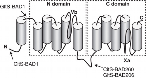 Figure 1. Structural model of class ST[3] transporters. Cylinders represent transmembrane segments. The homologous N and C domains were indicated in dashed boxes. VB and XA represent reentrant loops. Arrows point at the insertion/fusion sites of the BAD domain in the indicated hybrid proteins. Shown is the model for CitS of K. pneumoniae. GltS of E. coli lacks the first transmembrane segment. The N terminus of CitS is in the cytoplasm.