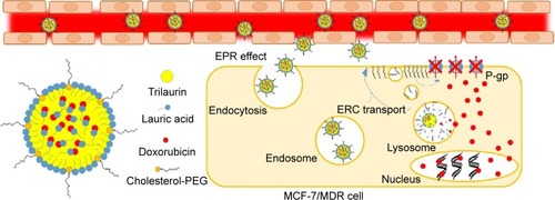 Figure 1 Cholesterol-PEG-coated therapeutic solid lipid nanoparticles and the pathway to induce apoptosis of MDR cancer cells by inhibiting the P-gp activity.Abbreviations: PEG, poly(ethylene glycol); MDR, multidrug resistance; P-gp, permeability glycoprotein; EPR, enhanced permeability and retention; ERC, endocytic recycling compartment.