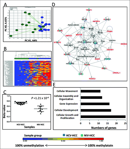 Figure 3. Differentially methylated CpGs between HCV-HCC vs. NIV-HCC. (A) Principal component analysis of the methylation data was plotted using the first 2 principal components (PC1 = 64% and PC2 = 6.65%). Each dot represents a sample (blue for HCV-HCC and green for NIV-HCC). (B) Unsupervised hierarchical clustering of β-values for differentially methylated loci. Blue and green blocks on the top of the maps represent HCV-HCC (n = 13) and NIV-HCC (n = 10), respectively. (C) Mean methylation level for all 7 differentially-methylated loci among HCV-HCC (left) and NIV-HCC (right). (D) The top IPA network involving differentially methylated genes. Red and blue genes indicate differentially methylated genes and connected cancer related genes, respectively. (E) The top associated cellular functions with numbers of differentially-methylated genes.