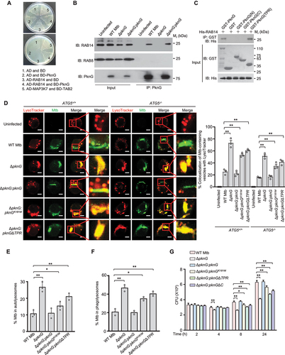 Figure 4. Mtb PknG blocks autophagy flux through interacting with host RAB14 in a TPR domain and kinase activity-dependent manner. (A) Yeast two-hybrid assay for the interaction of PknG with RAB14. Yeast strains were transformed with the indicated plasmids in which MAP3K7/TAK1-TAB2 interaction serves as a positive control. Top, low-stringency. Bottom, high stringency. (B) IP of RAB14 by PknG in U937 cells. Cells were uninfected or infected with the indicated Mtb strains separately at a MOI of 1 for 6 h. Three dishes of U937 cells infected with the same Mtb strain were pooled into one sample, and were then lysed and immunoprecipitated with the antibody against PknG. IP products were immunoblotted with the antibody against RAB14. RAB8 was used as a negative control. (C) Affinity isolation of His-RAB14 (3 μg each) by GST-tagged PknG (20 μg) or its truncated forms (6 μg each). (D) Confocal microscopy analysis of Mtb-containing vesicles acidification in ATG5+/+ and ATG5−/- U937 cells. Cells were uninfected or infected with Alexa FluorTM 488-labeled WT, ΔpknG, ΔpknG:pknG, ΔpknG:pknGK181M or ΔpknG:pknGΔTPR Mtb strains (green) at a MOI of 1 for 6 h. Cells were then incubated with 75 nM LysoTracker Red for an additional 30 min and then subjected to confocal microscopy analysis (Left). Scale bars: 5 μm. Right, Percent colocalizations of Mtb with LysoTracker Red. About 100 cells were counted and analyzed for each biological replicate. Data are shown as mean ± SEM of three independent experiments. ** P < 0.01 denotes significant differences among ATG5+/+ or ATG5−/- U937 cells infected with different Mtb strains, as analyzed by two-way ANOVA and Tukey’s multiple comparisons test. (E and F) The percentage of Mtb that was localized in an autolysosome (LC3+ LT+ Mtb+) (E) or in a phagolysosome (LC3−LT+Mtb+) (F). U937 cells were infected and incubated with LysoTracker Red (LT) as in (D), and fixed and stained with the antibody against LC3 (green), and then subjected to count with fluorescence confocal microscope. Autophagosomes, LC3+ Mtb+; phagosomes, LC3−Mtb+; autolysosomes, LC3+ LT+ Mtb+; phagolysosomes, LC3− LT+ Mtb+ (+, positive; – negative). About 100 cells were counted and analyzed for each biological replicate. Data are shown as mean ± SEM of three independent experiments. *P < 0.05 and ** P < 0.01 denote significant differences among cells infected with different Mtb strains, as analyzed by one-way ANOVA and Tukey’s multiple comparisons test. (G) Survival of Mtb in U937 cells infected with WT, ΔpknG, ΔpknG:pknG, ΔpknG:pknGK181M, ΔpknG:pknGΔTPR or ΔpknG:pknGΔC Mtb strain at a MOI of 1 for 0 − 24 h. Data are shown as mean ± SEM of three independent experiments. *P < 0.05 and ** P < 0.01 denote significant differences among cells infected with different Mtb strains at the indicated infection time points, as analyzed by two-way ANOVA and Tukey’s multiple comparisons test.