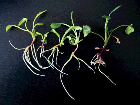 Figure 2. Tetraploid plantlets with healthy roots.