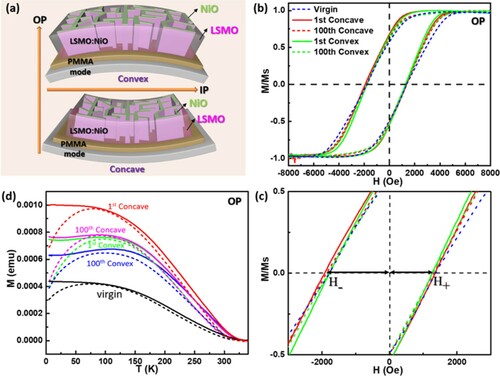 Figure 3. (a) Schematic illustrations of the freestanding LSMO:NiO film with convex and concave bending conditions; M–H measured at 10 K of (b) the complete hysteresis loops; (c) local regime to show the difference between H+ and H-; (d) M–T curves of the freestanding LSMO:NiO film with or without bending conditions under OP field; the solid lines are in FC condition and the dotted lines are in ZFC condition.