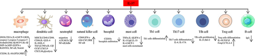 Figure 2 Function of IL-37 in different immune cells. IL-37 inhibits expression of inflammatory components such as iNOS, IL-6, MCP-1, ROS in macrophages, and promotes expression of IL-10, GPX4, NRF2, CD206. IL-37 inhibits dendritic cells maturation, including downregulation of expression of MHCII, CD40, CD86, CD80. IL-37 suppresses infiltration of basophils, and Th17, Tfh cells differentiation, proliferation, whereas it promotes Th1, Treg cells differentiation. IL-37 is able to inhibit B cells production of IgG.