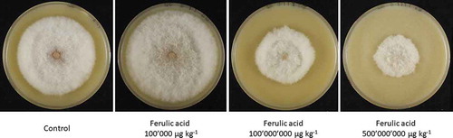 Figure 3. Mycelium growth of Fusarium poae on oat meal agar without (control) and with ferulic acid at 100ʹ000, 100ʹ000ʹ000 and 5ʹ000ʹ000 µg kg−1 after seven days post inoculation at 18°C, 12h NUV/12h darkness.