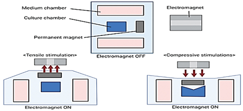 Figure 3. A magnetic stretching skin-on-a-chip.Citation65
