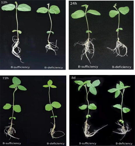 Figure 1. Soybean seedlings under B-deficiency (without 0.045 mmol L−1 H3BO3) and B-sufficiency (with 0.045 mmol L−1 H3BO3) conditions. The seedlings were cultivated for 12 h, 24 h, 72 h and 8 days in hydroponic culture systems.