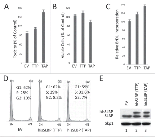 Figure 8. S/G2 stable mutant SLBP induces cell death in HeLa cells. HeLa cells were transfected with EV, wild type hisSLBP (TTP) or S/G2 stable mutant (Thr 61/Ala) hisSLBP (TAP). (A) 48 hrs after the transfection, cell death levels were assessed by LDH release assay, (B) cell viability was quantified using Wst-1 viability assay, and (C) BrdU incorporation levels were quantified as explained in the materials and methods using colorimetric detection kit. Mean (n = 3) ± SD were graphed as a percentage of the values detected in the EV transfected cells. (D) Cell cycle profiles of the cells were determined by PI staining, followed by Flow Cytometry analysis. (E) Cells were lysed and whole cell extracts were immunoblotted for SLBP and Skp1.