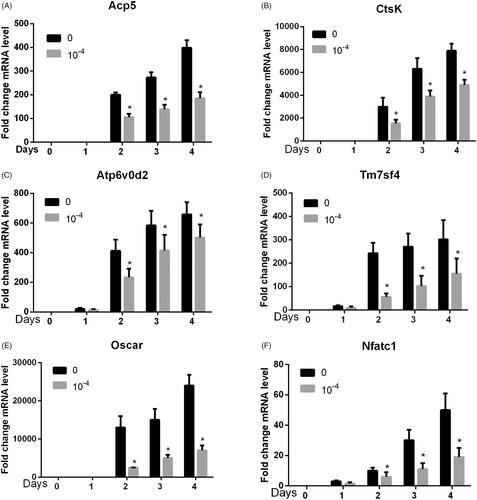 Figure 5. Cnidium lactone inhibited osteoclast differentiation-related genes. (A) Acp5, (B) CtsK, (C) Atp6, (D) Tm7sf4, (E) Oscar and (F) Nfatc1. *p < 0.05 compared with control group (0 mol/L cnidium lactone).