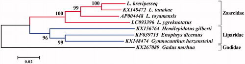 Figure 1. Phylogenetic relationship of L. brevipes. The cited mitogenome sequenced are downloaded from GenBank and the phylogenic tree is constructed by neighbour-joining method with 100 bootstrap replicates. Bootstrap values of >50% are shown above the node.
