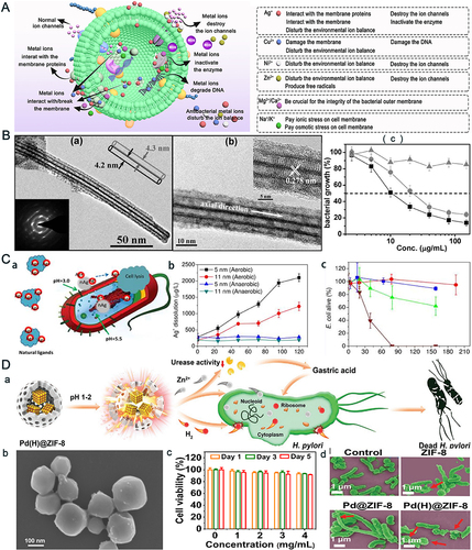 Figure 2 Metal-based nanomaterials exert antibacterial action through metal ion release. (A) Schematic diagram of the mechanism of metal ion sterilization released from metal nanocarriers; (B) High resolution TEM images of (BiO)2CO3 nanotube bundles (a and b), and their inhibition of bacteria at different concentrations (c); Application of bismuth nanoparticles for H. pylori eradication; (C) As acarrier, AgNPs can efficiently transport Ag+ into the cytoplasm and membranes of bacteria and their proton motive force will lower the local pH thus enhancing Ag+ release (a); Silver ion release from PEG-AgNPs of different particle sizes (5 nm and 11 nm) under aerobic and anaerobic mitigation (b); Toxicity elimination by AgNP synthesis and exposure under anaerobic conditions, thus preventing oxidative Ag+ release (c); (D) Pd(H)@ZIF-8 release zinc ions to kill H. pylori. The antibacterial mechanism diagram (a); The scanning electron micrograph of Pd(H)@ZIF-8 (b); The cytotoxicity test of Pd(H)@ZIF-8 (c), and the scanning electron micrographs of different materials after co-culture with bacteria (d). (A) Used with permission of Royal Society of Chemistry, from Metal organic framework-based antibacterial agents and their underlying mechanisms. Han D, Liu X, Wu S. 51(16), copyright 2022; permission conveyed through Copyright Clearance Center, Inc.Citation53 (B) Used with permission of Royal Society of Chemistry, from Fabrication of bismuth subcarbonate nanotube arrays from bismuth citrate, Chen R, So MH, Yang J, Deng F, Che C-M, Sun H Chem, (21), copyright 2006; permission conveyed through Copyright Clearance Center, Inc.Citation104, (C) Reprinted with permission from Xiu ZM, Zhang QB, Puppala HL, Colvin VL, Alvarez PJJ. Negligible particle-specific antibacterial activity of silver nanoparticles. Nano Lett. 2012;12(8):4271–4275. © 2012 American Chemical SocietyCitation106, (D) Reproduced with permission from Zhang W, Zhou Y, Fan Y, et al. Metal-organic-framework-based hydrogen-release platform for multieffective Helicobacter pylori targeting therapy and intestinal flora protective capabilities. Adv Mater. 2022;34(2):e2105738. doi:10.1002/adma.202105738. © 2021 Wiley-VCH GmbH.Citation101