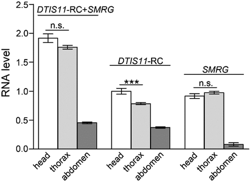 Figure 2. Distribution of SMRG in three body parts of WT adult fly.SMRG showed the highest expression level in adult head and thorax, and very low expression in the abdomen. For DTIS11-RC+SMRG transcript, comparison of head versus thorax, t(20.95) = 1.89, p = 0.0727, For DTIS11-RC transcript, comparison of head versus thorax, t(18.24) = 3.94, p = 0.0009, For SMRG transcript, comparison of head versus thorax, t(30) = −1.205, p = 0.2376, *** p < 0.001; n.s., not significant. Error bars indicate the SEM (Independent-Samples T test).